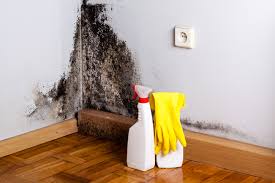 Best Basement Mold Removal in St Michaels, MD